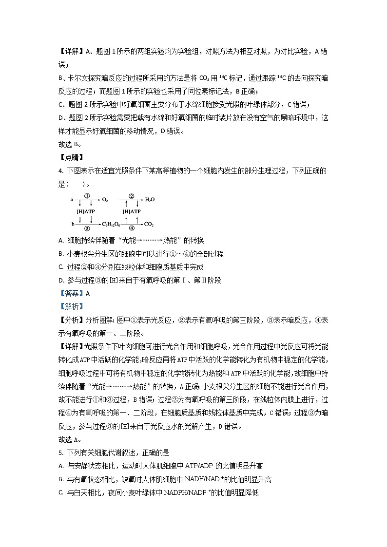 2022届宁夏回族自治区石嘴山市三中高三上学期第二次月考 生物试题（解析版）03