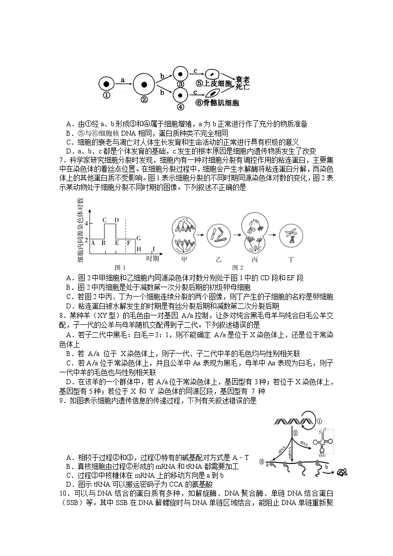 2023届湖南省邵阳市武冈市高三上学期期中考试生物试题第2页