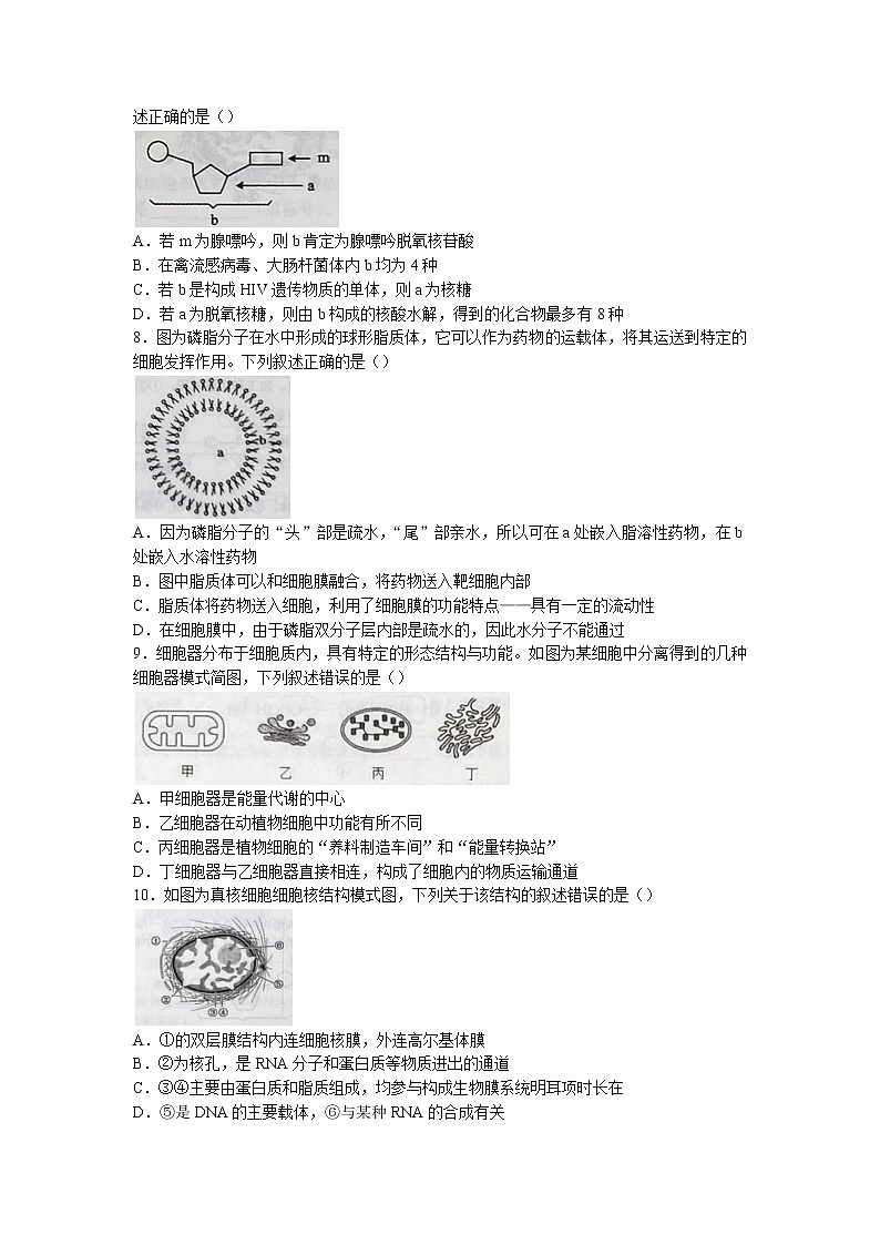 辽宁省沈阳市辽中区二中2022-2023学年高一上学期期中生物试题第2页