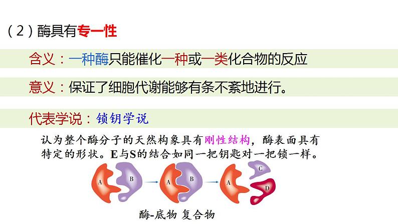 5.1.2降低化学反应活化能的酶（二）课件2022-2023学年高一上学期生物人教版必修107