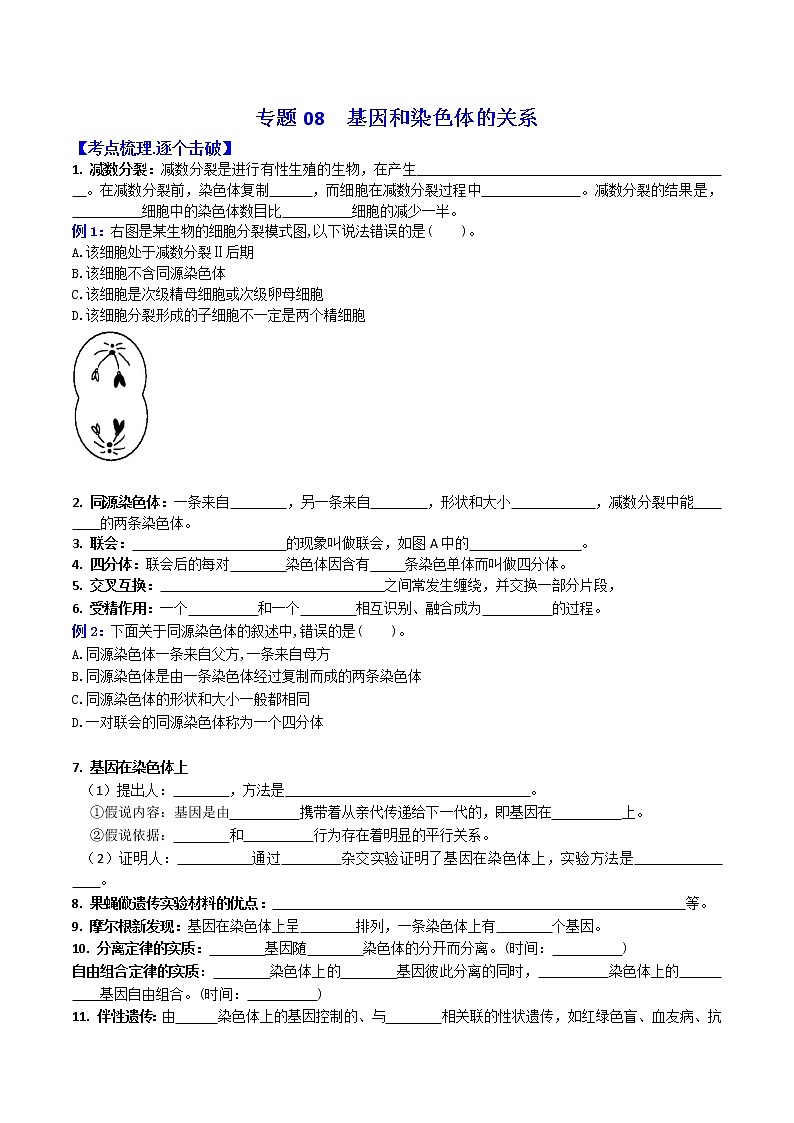 专题08 基因和染色体的关系 ：【二轮复习】备战2023年高考生物必备知识大串讲01