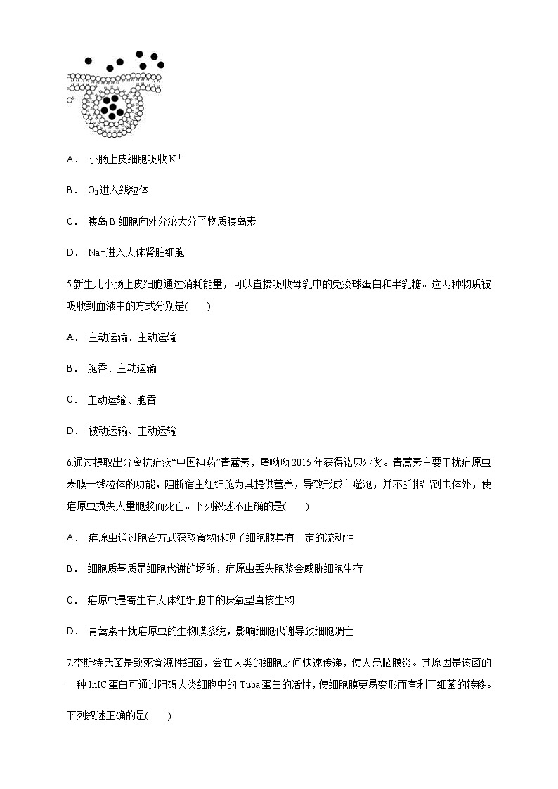 4.2 主动运输与胞吞、胞吐 练习（1）02