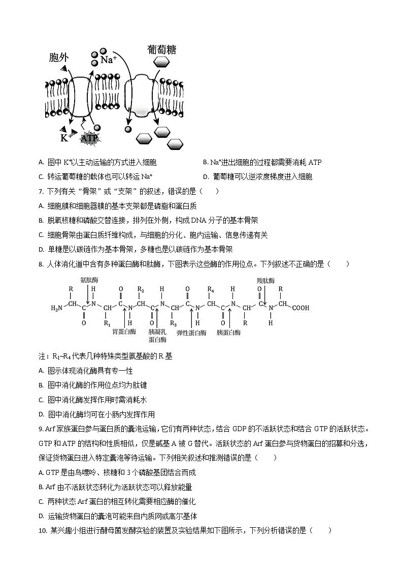 2022-2023学年辽宁省锦州市渤海大学附中高三上学期第二次月考 生物（word版）第2页