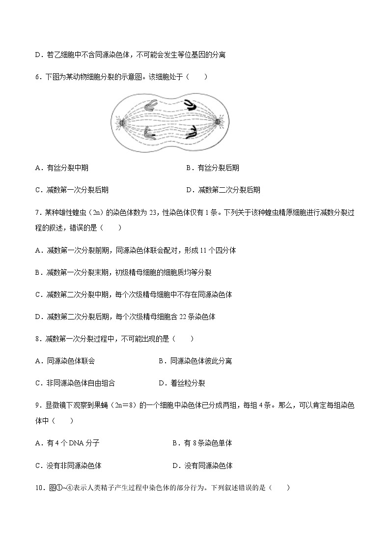 【新教材精创】2.1.1 减数分裂和受精作用 练习（2）-人教版高中生物必修2遗传与进化02