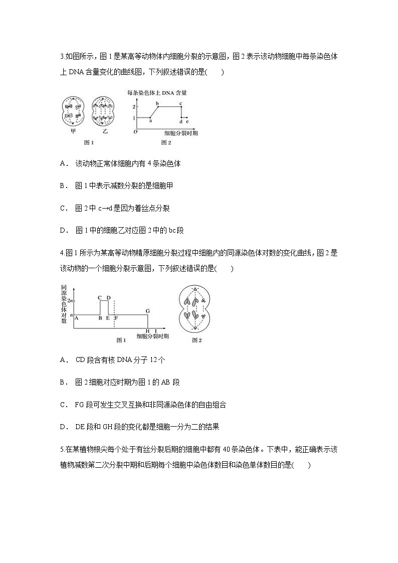 【新教材精创】2.1.2 减数分裂与受精作用 练习（1）（原卷版）第2页