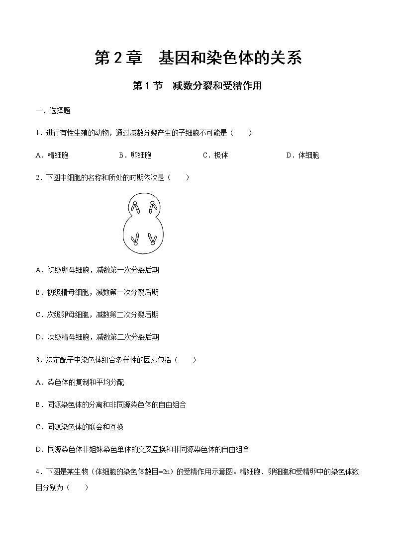 【新教材】2.12 减数分裂和受精作用 练习（2）（原卷版）第1页