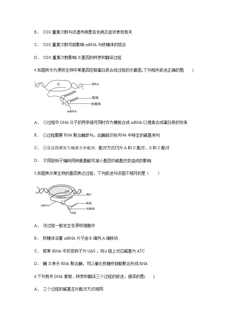 【新教材精创】4.1.2 基因指导蛋白质的合成 练习（1）-人教版高中生物必修2遗传与进化02