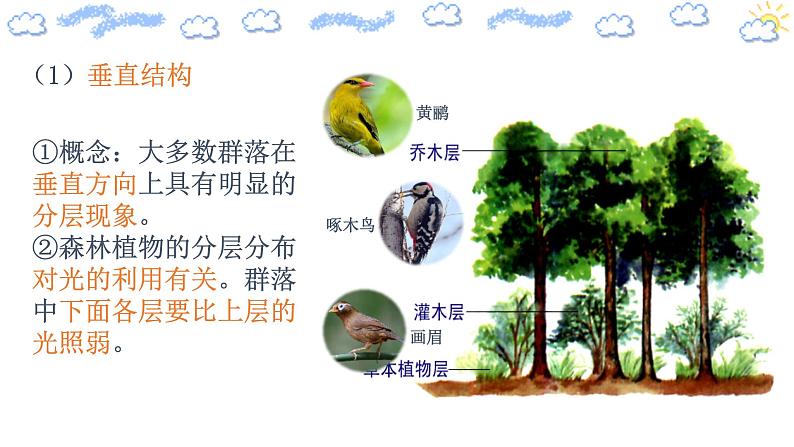 2.1.2 群落的结构（精编课件+同步练习）精编高二生物同步备课系列（人教版2019选择性必修2）04