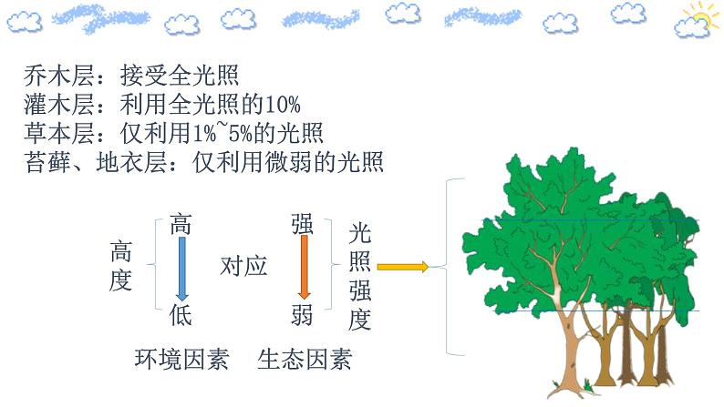 2.1.2 群落的结构（精编课件+同步练习）精编高二生物同步备课系列（人教版2019选择性必修2）05