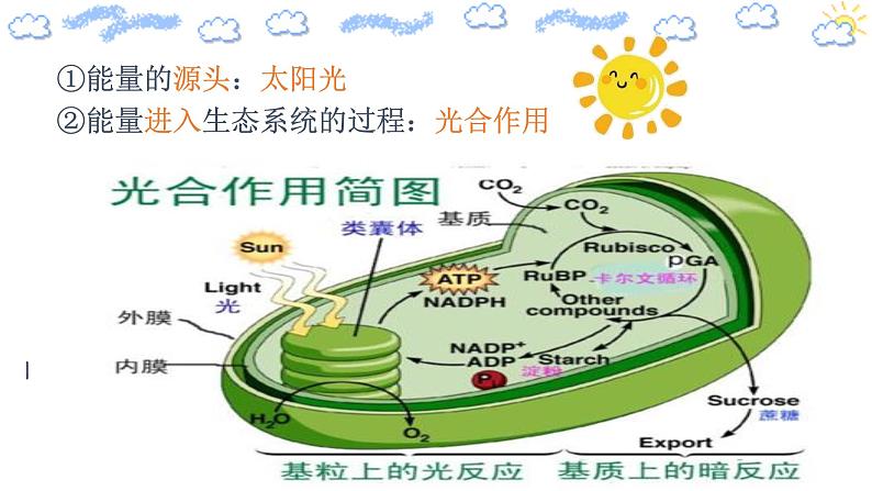 3.2 生态系统的能量流动（精编课件+同步练习）精编高二生物同步备课系列（人教版2019选择性必修2）07