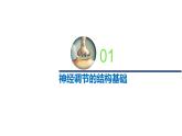 1.1.1精编神经调节的结构基础和自主神经（精编课件+同步练习）精编高二生物同步备课系列（新苏教版（2019）选择性必修1）