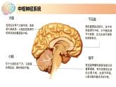 1.1.1精编神经调节的结构基础和自主神经（精编课件+同步练习）精编高二生物同步备课系列（新苏教版（2019）选择性必修1）