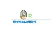 1.1.3精编神经调节的基本方式是反射（精编课件+同步练习）精编高二生物同步备课系列（新苏教版（2019）选择性必修1）