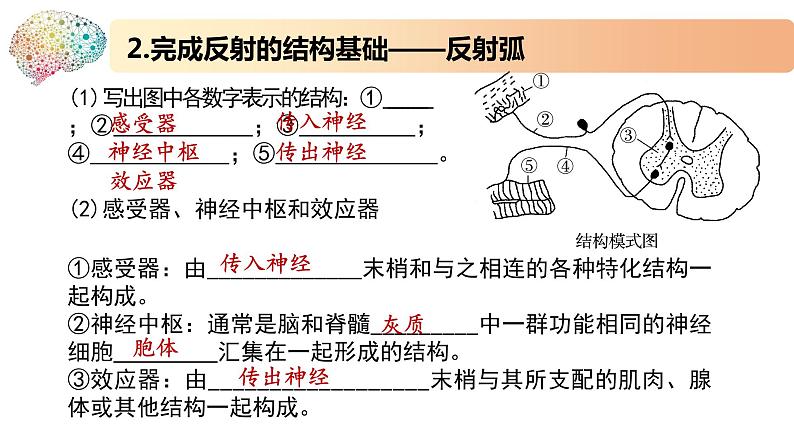 1.1.3精编神经调节的基本方式是反射（精编课件+同步练习）精编高二生物同步备课系列（新苏教版（2019）选择性必修1）08