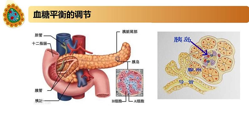 2.2精编血糖平衡的调节（精编课件+同步练习）精编高二生物同步备课系列（新苏教版（2019）选择性必修1）06