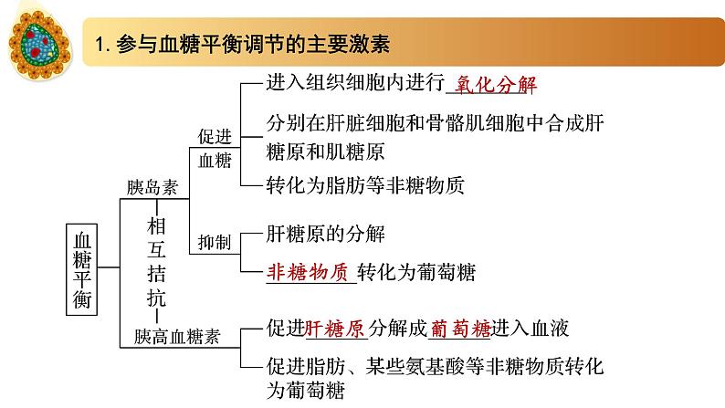 2.2精编血糖平衡的调节（精编课件+同步练习）精编高二生物同步备课系列（新苏教版（2019）选择性必修1）07