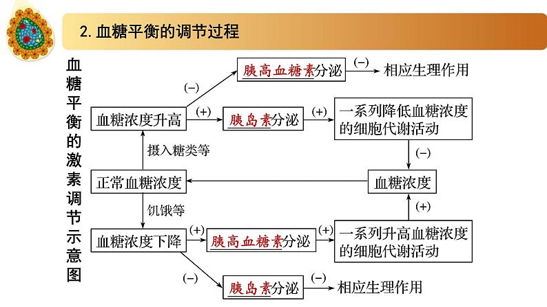 2.2精编血糖平衡的调节（精编课件+同步练习）精编高二生物同步备课系列（新苏教版（2019）选择性必修1）08