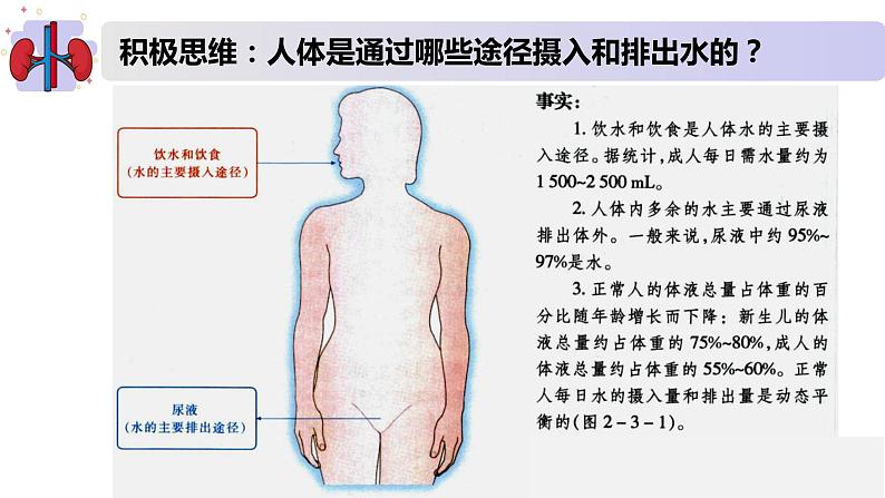 2.3水盐平衡的调节（精编课件+同步练习）精编高二生物同步备课系列（新苏教版（2019）选择性必修1）02