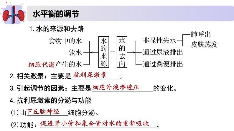 2.3水盐平衡的调节（精编课件+同步练习）精编高二生物同步备课系列（新苏教版（2019）选择性必修1）04