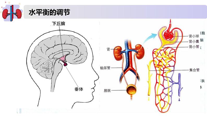 2.3水盐平衡的调节（精编课件+同步练习）精编高二生物同步备课系列（新苏教版（2019）选择性必修1）05