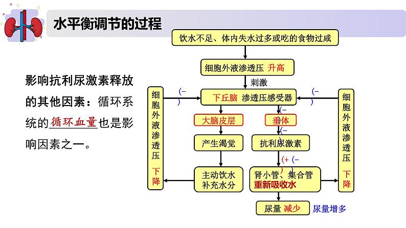 2.3水盐平衡的调节（精编课件+同步练习）精编高二生物同步备课系列（新苏教版（2019）选择性必修1）07