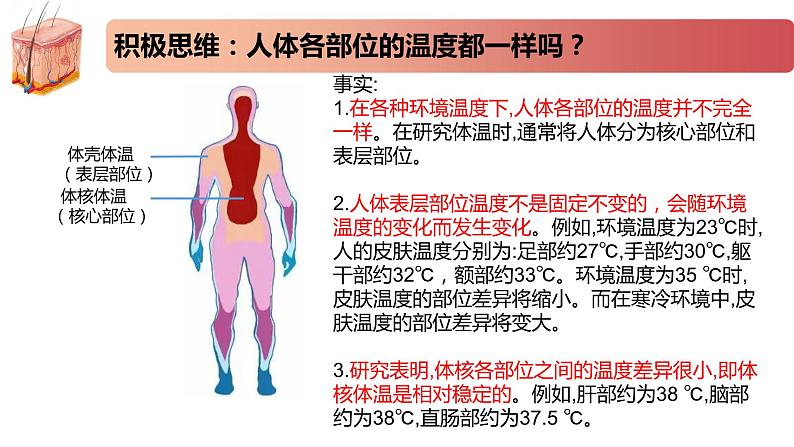 2.4精编体温稳定的调节（精编课件+同步练习）精编高二生物同步备课系列（新苏教版（2019）选择性必修1）02