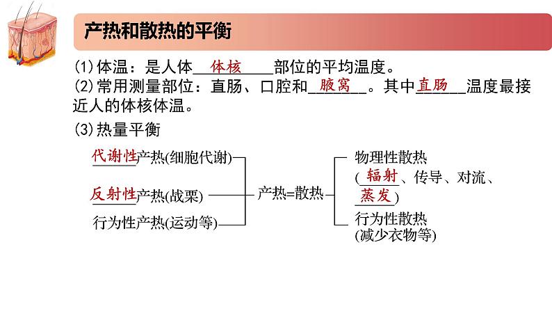 2.4精编体温稳定的调节（精编课件+同步练习）精编高二生物同步备课系列（新苏教版（2019）选择性必修1）04