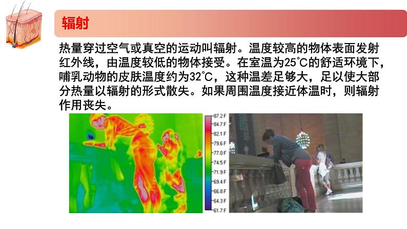 2.4精编体温稳定的调节（精编课件+同步练习）精编高二生物同步备课系列（新苏教版（2019）选择性必修1）07