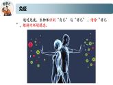 3.1.1精编人体的免疫应答（精编课件+同步练习）精编高二生物同步备课系列（新苏教版（2019）选择性必修1）