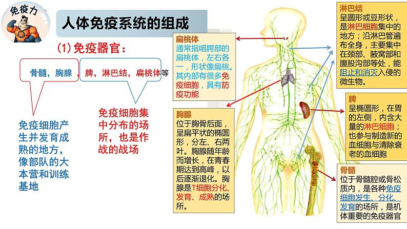 3.1.1精编人体的免疫应答（精编课件+同步练习）精编高二生物同步备课系列（新苏教版（2019）选择性必修1）06