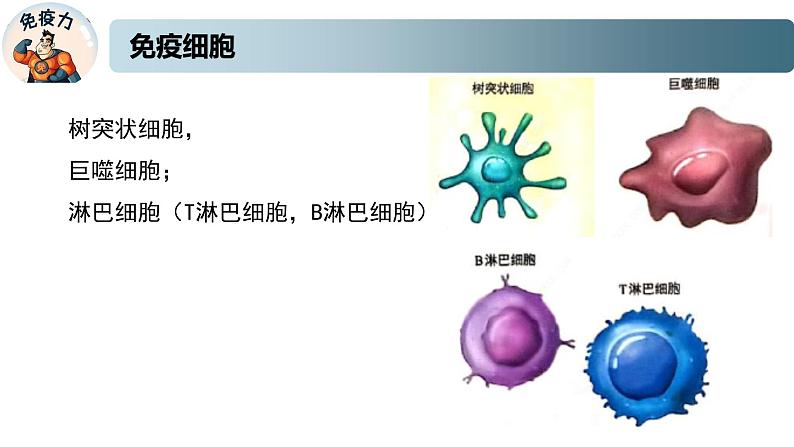 3.1.1精编人体的免疫应答（精编课件+同步练习）精编高二生物同步备课系列（新苏教版（2019）选择性必修1）08