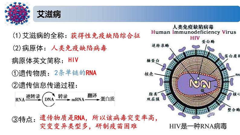 3.2精编人体免疫功能异常（精编课件+同步练习）精编高二生物同步备课系列（新苏教版（2019）选择性必修1）08