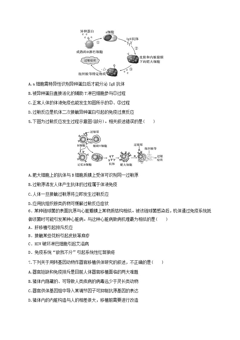 3.2精编人体免疫功能异常（精编课件+同步练习）精编高二生物同步备课系列（新苏教版（2019）选择性必修1）02