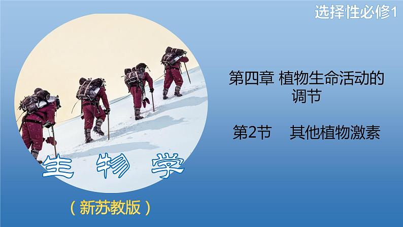 4.2.1精编其他植物激素及激素间的相互作用（精编课件+同步练习）精编高二生物同步备课系列（新苏教版（2019）选择性必修1）01