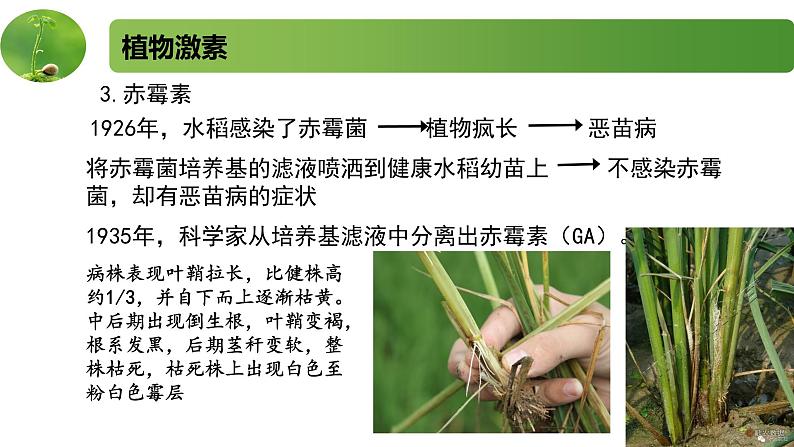 4.2.1精编其他植物激素及激素间的相互作用（精编课件+同步练习）精编高二生物同步备课系列（新苏教版（2019）选择性必修1）06