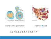 1.1 人体细胞生活在内环境中（二）（精编课件+同步练习）精编高二生物同步备课系列（浙科版2019选择性必修1）