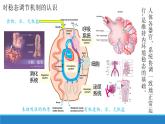 1.2 内环境的稳态保障正常生命活动（精编课件+同步练习）精编高二生物同步备课系列（浙科版2019选择性必修1）