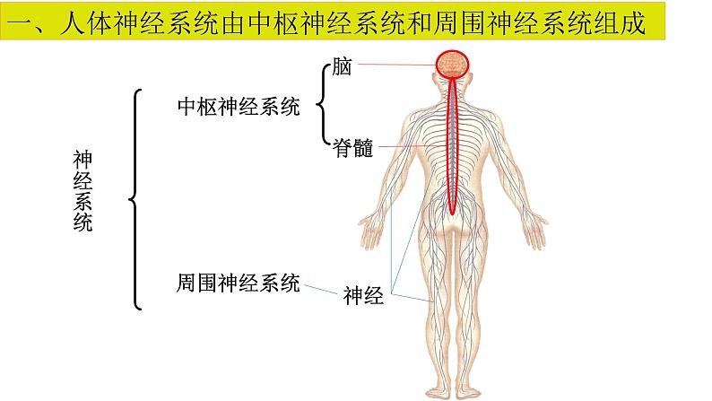 2.1 神经系统是神经调节的结构基础（精编课件+同步练习）精编高二生物同步备课系列（浙科版2019选择性必修1）04