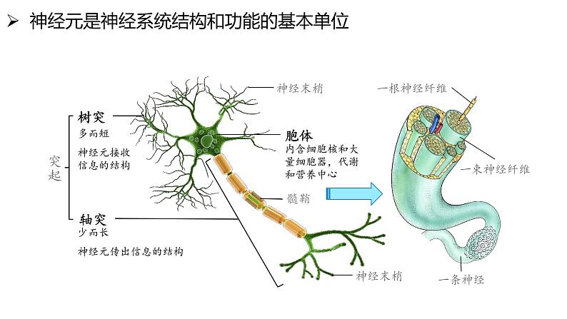 2.1 神经系统是神经调节的结构基础（精编课件+同步练习）精编高二生物同步备课系列（浙科版2019选择性必修1）08