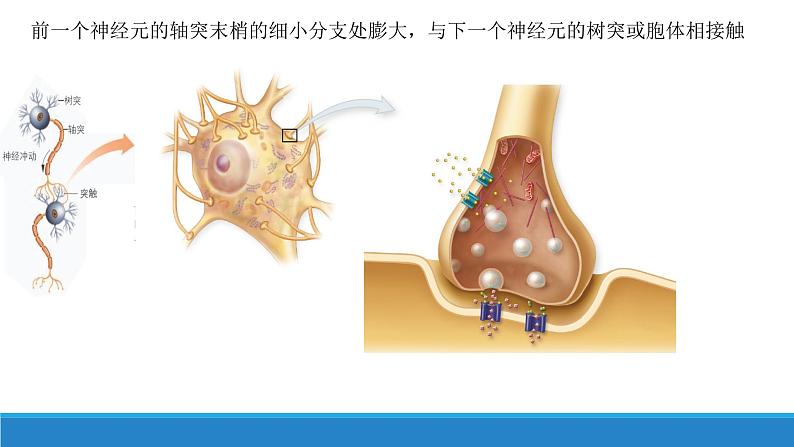 2.2 神经冲动的产生和传导（第1课时）（精编课件+同步练习）精编高二生物同步备课系列（浙科版2019选择性必修1）05
