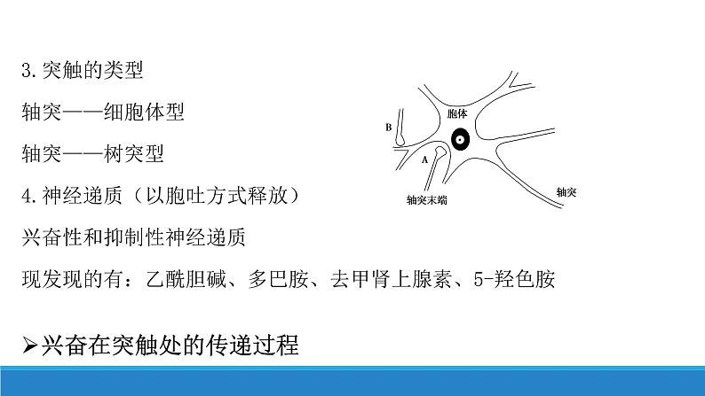 2.2 神经冲动的产生和传导（第1课时）（精编课件+同步练习）精编高二生物同步备课系列（浙科版2019选择性必修1）08