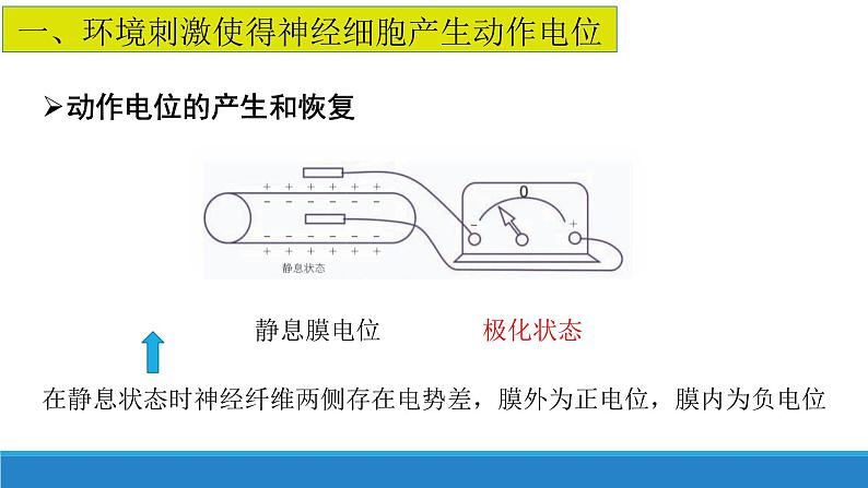 2.2 神经冲动的产生和传导（第1课时）（精编课件+同步练习）精编高二生物同步备课系列（浙科版2019选择性必修1）03