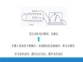 2.2 神经冲动的产生和传导（第1课时）（精编课件+同步练习）精编高二生物同步备课系列（浙科版2019选择性必修1）