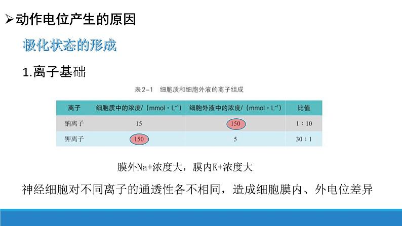 2.2 神经冲动的产生和传导（第1课时）（精编课件+同步练习）精编高二生物同步备课系列（浙科版2019选择性必修1）07