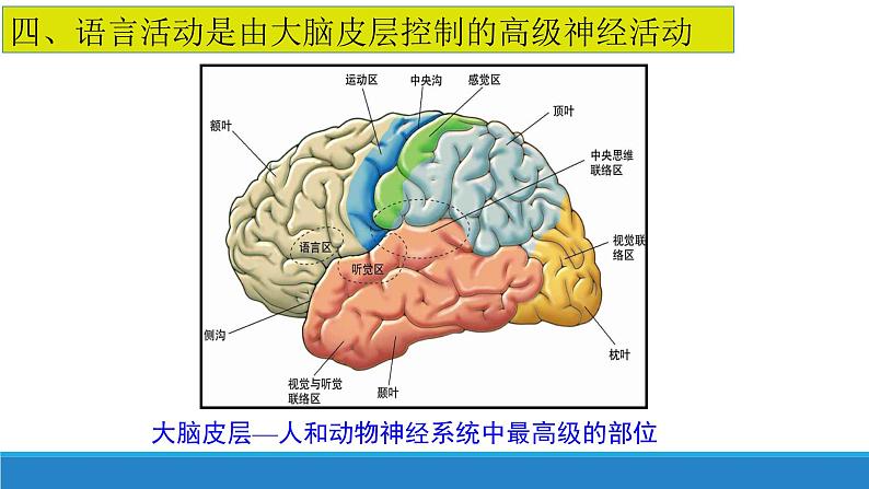 2.3 人体通过神经调节对刺激做出反应（第1课时）（精编课件+同步练习）精编高二生物同步备课系列（浙科版2019选择性必修1）07