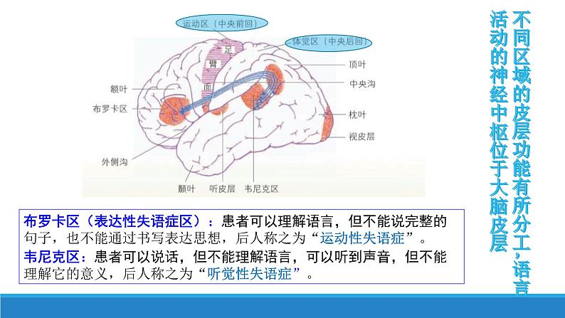 2.3 人体通过神经调节对刺激做出反应（第1课时）（精编课件+同步练习）精编高二生物同步备课系列（浙科版2019选择性必修1）08