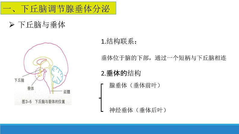 3.2 神经系统通过下丘脑控制内分泌系统（精编课件+同步练习）精编高二生物同步备课系列（浙科版2019选择性必修1）04