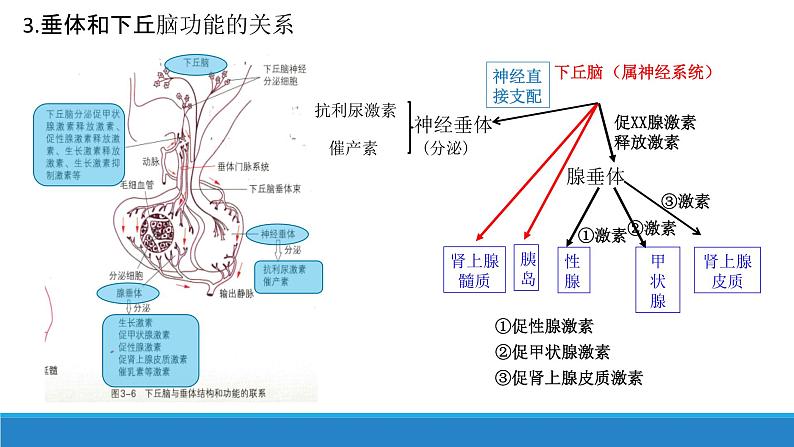 3.2 神经系统通过下丘脑控制内分泌系统（精编课件+同步练习）精编高二生物同步备课系列（浙科版2019选择性必修1）05