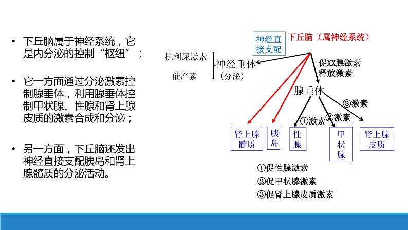 3.2 神经系统通过下丘脑控制内分泌系统（精编课件+同步练习）精编高二生物同步备课系列（浙科版2019选择性必修1）06