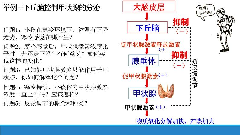 3.2 神经系统通过下丘脑控制内分泌系统（精编课件+同步练习）精编高二生物同步备课系列（浙科版2019选择性必修1）07